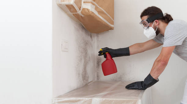 Professional Basement Mold Remediation technician working in Key Biscayne, FL